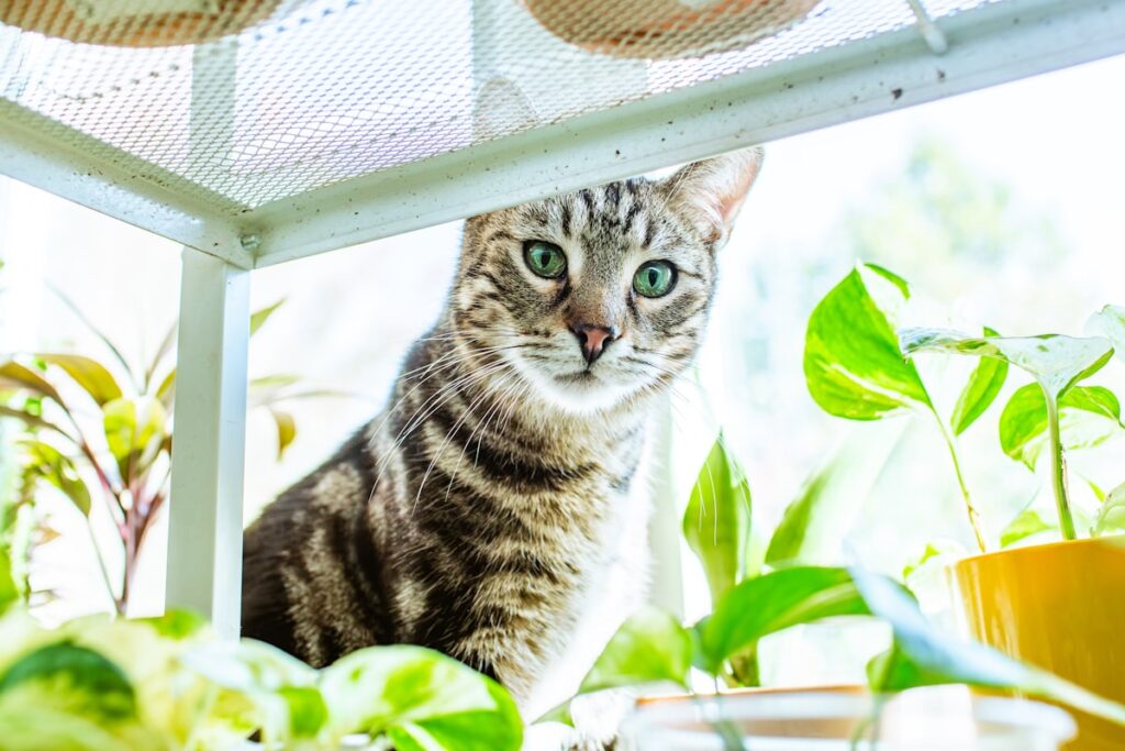 Kat zit tussen de kamerplanten bij het raam