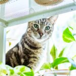 Kat zit tussen de kamerplanten bij het raam