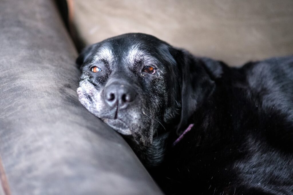 Oudere zwarte labrador met grijze snuit ligt te rusten