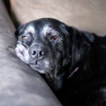 Oudere zwarte labrador met grijze snuit ligt te rusten