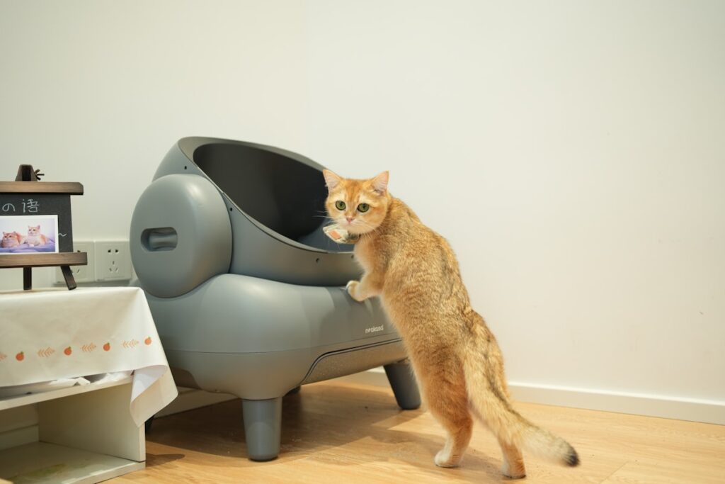 Kat staat naast een kattenbak in huis