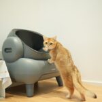 Kat staat naast een kattenbak in huis