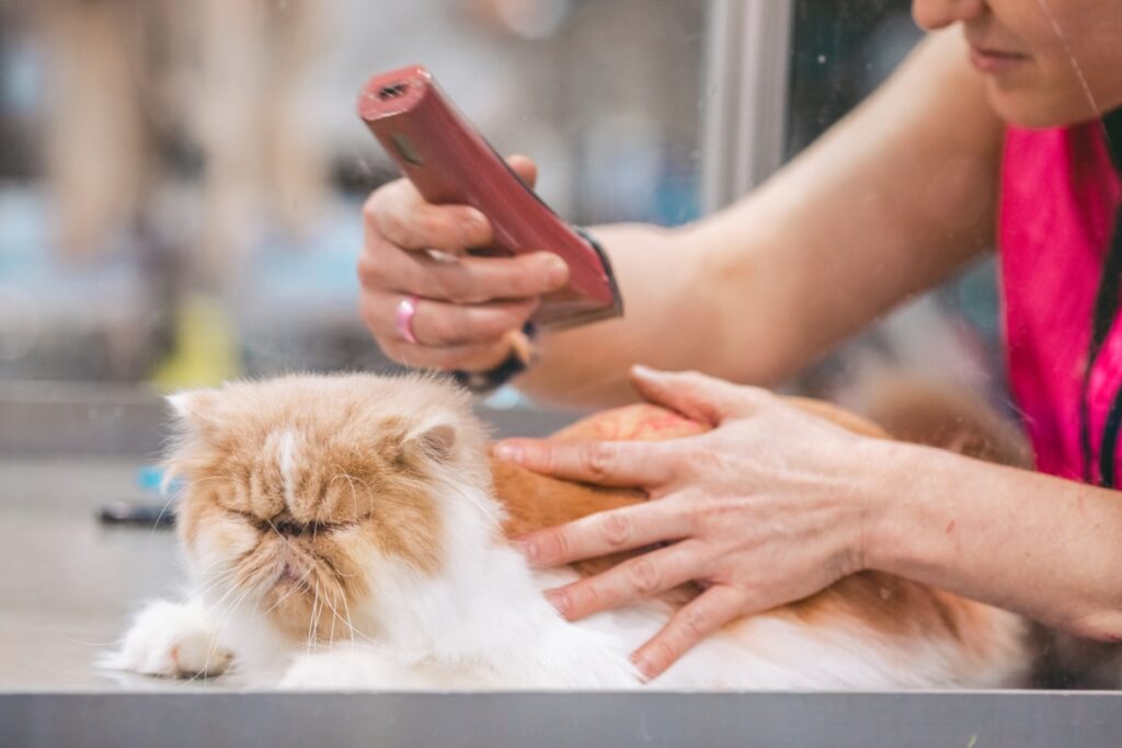 Langharige kat wordt geborsteld door zijn baasje