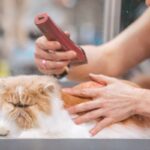 Langharige kat wordt geborsteld door zijn baasje