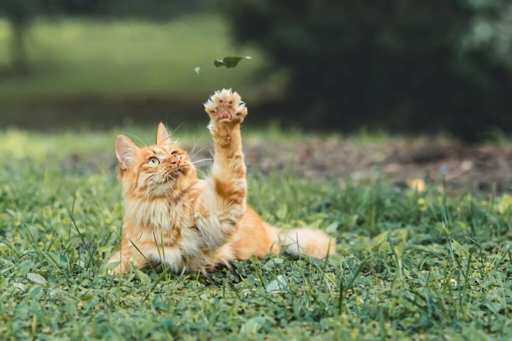 Speelse kat met de voorpootjes omhoog in het gras