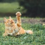 Speelse kat met de voorpootjes omhoog in het gras