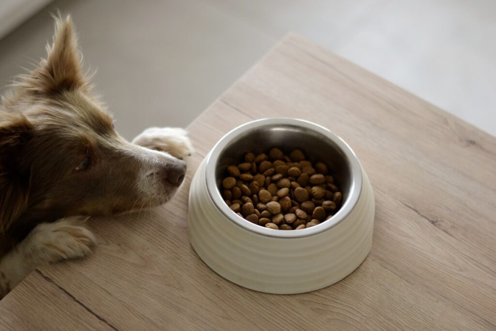 Hond kijkt naar een gevulde voerbak op de vloer