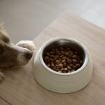 Hond kijkt naar een gevulde voerbak op de vloer