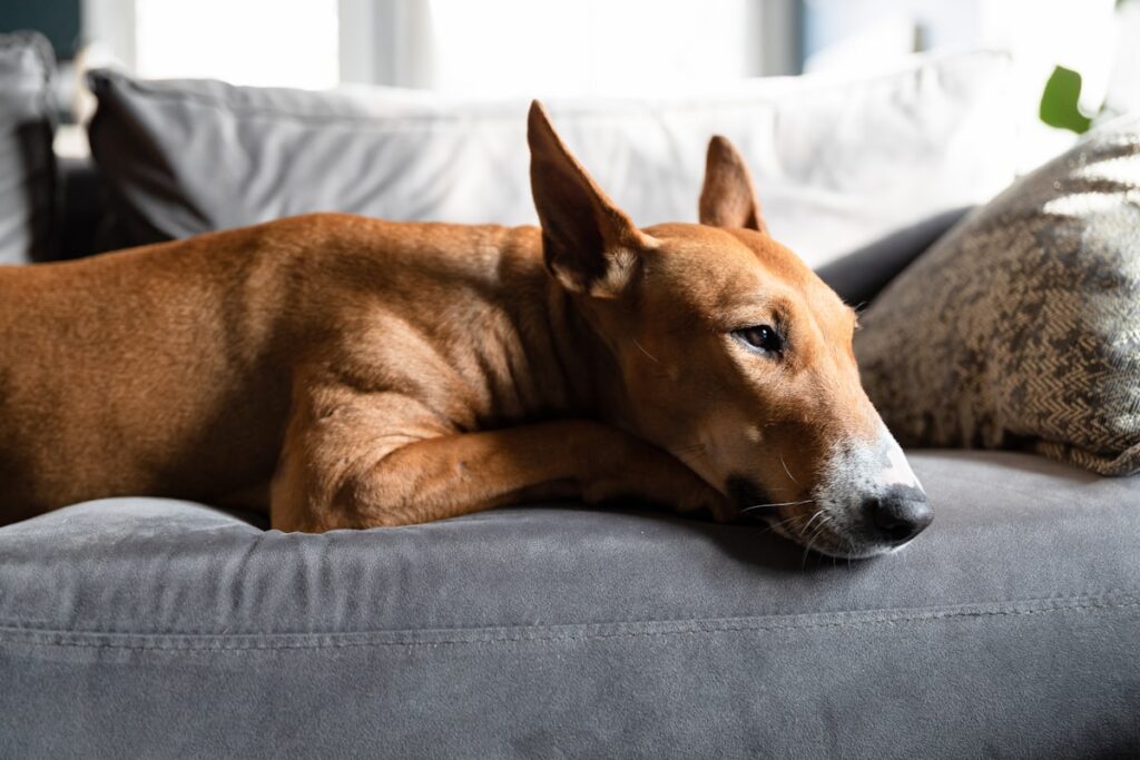 Bruine hond ligt ontspannen op de bank bij een gastgezin