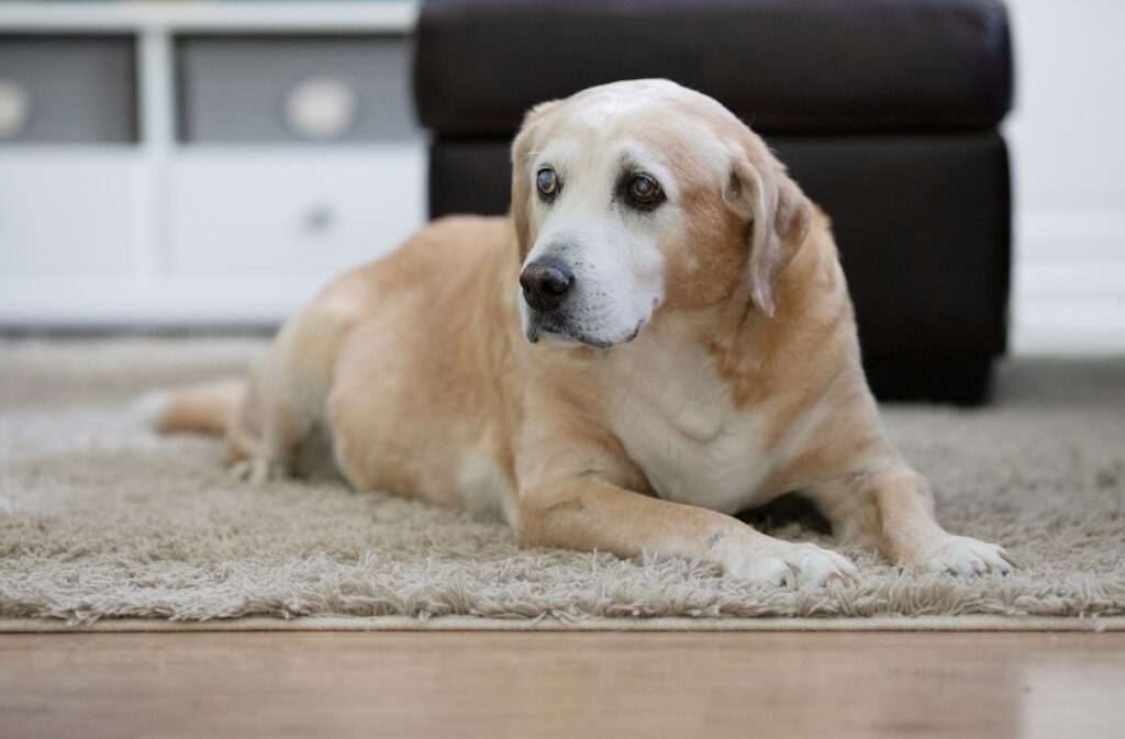 Oudere labrador ligt rustig op een kleed in de woonkamer
