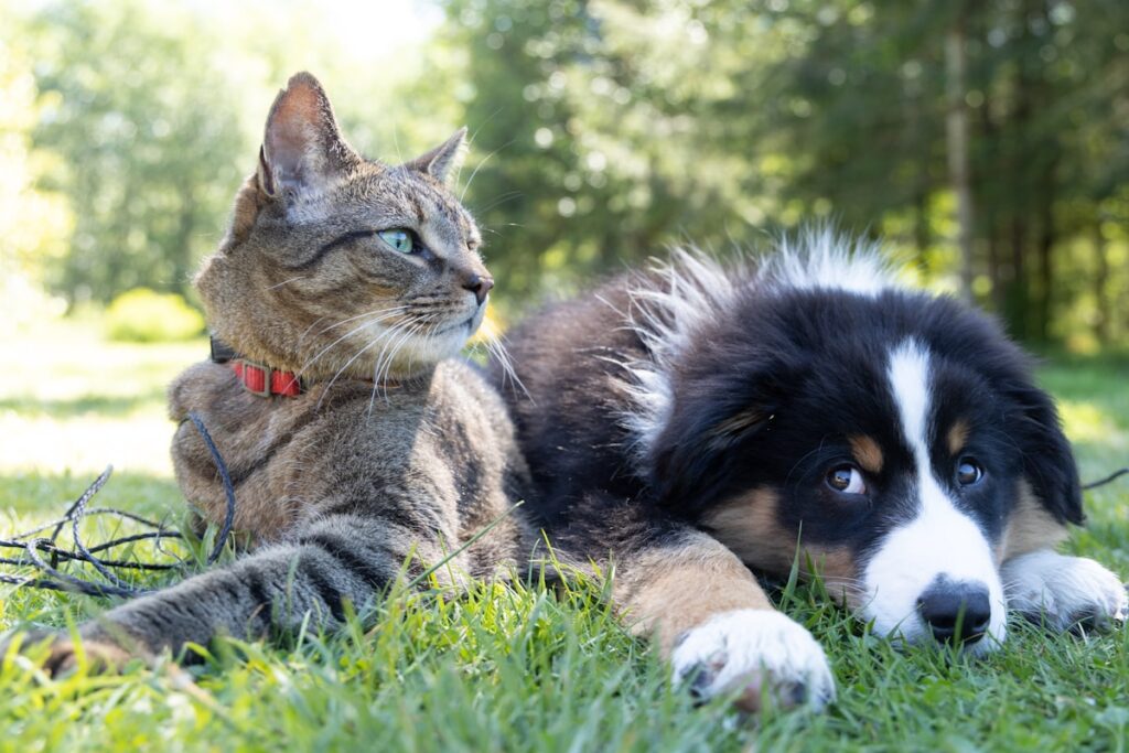 Kat en hond liggen vredig naast elkaar in het gras